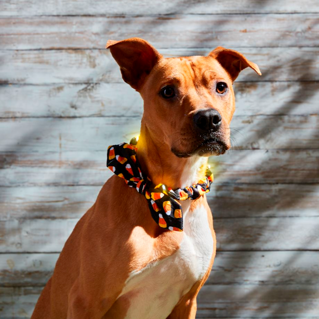 Halloween Light-Up Dog Collar