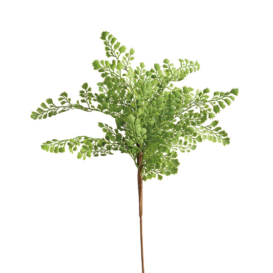 Maidenhair Fern | Pick